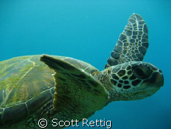 Honu      Mala Pier, Maui by Scott Rettig 